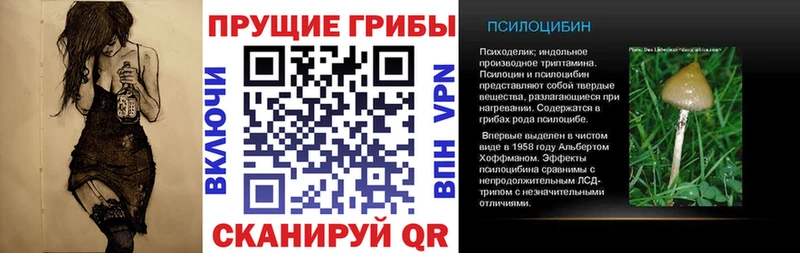 где купить наркоту  Малаховка  Псилоцибиновые грибы Psilocybe 